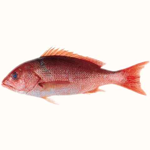 SNAPPER, LANE 4-6 LB WHOLE HEAD-ON BONE-IN SKIN-ON RAW REF IMPORTED ECUADOR, MEXICO, & USA.(10LB) CASE.