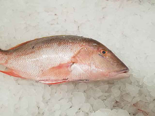 SNAPPER,  MUTTONUTTON (6-8 LB )WHOLE HEAD-ON BONE-IN SKIN-ON RAW REF REF IMPORTED & USA(10LB) CASE.