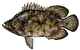 TRIPLETAIL, RANDOM WHOLE HEAD-ON BONE-IN SKIN-ON RAW/ 10 LBA