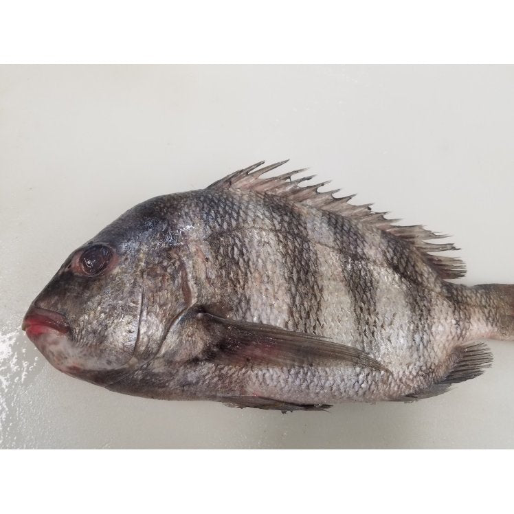 PORGY, SHEEPSHEAD RANDOM FILLET PBO SKINLESS RAW REF USA WILD(10LB) CASE.