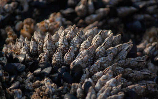 BED OF MUSSEL